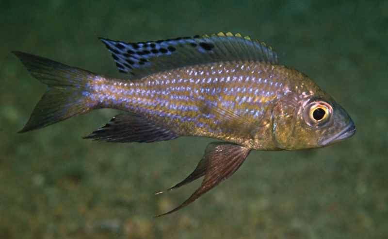 Aulonocranus dewindti 'Katondo Point'